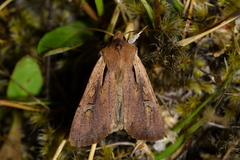 Ichneutica atristriga