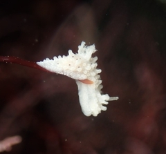 Aegires albopunctatus