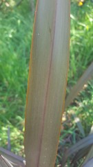 Phormium