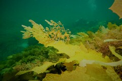 Phycodurus eques