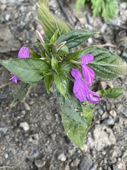 Hypoestes purpurea