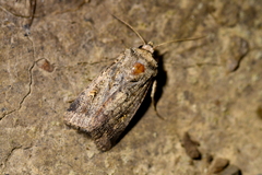 Proteuxoa comma