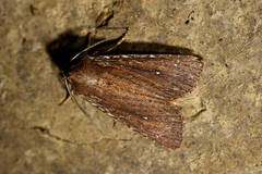 Ichneutica infensa