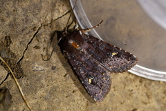 Ichneutica agorastis