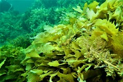Phycodurus eques