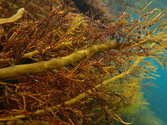 Cystophora moniliformis