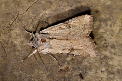 Ichneutica omoplaca