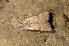 Ichneutica omoplaca