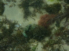 Notolabrus tetricus