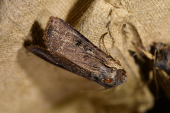 Ichneutica omoplaca