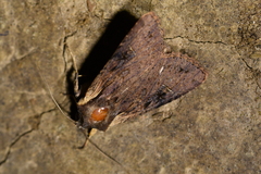 Ichneutica omoplaca