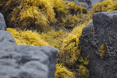 Ahnfeltiopsis concinna