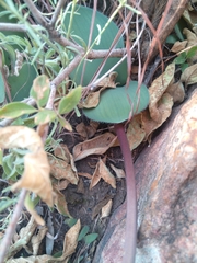 Haemanthus humilis