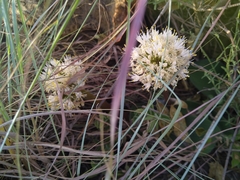 Haemanthus humilis