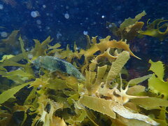 Notolabrus tetricus