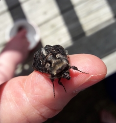 Ctenoplusia limbirena