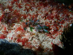 Apjohnia laetevirens