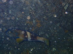 Notolabrus tetricus