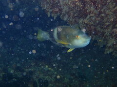 Notolabrus tetricus