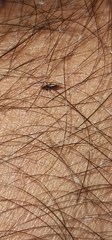 Siphonaptera