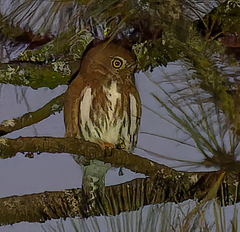 Glaucidium gnoma cobanense