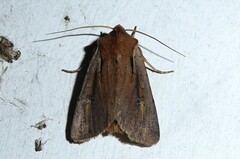 Ichneutica atristriga