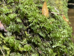 Hymenophyllum cupressiforme