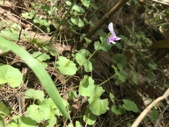 Viola banksii