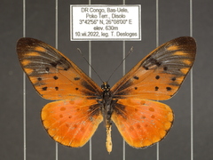 Acraea pseudegina