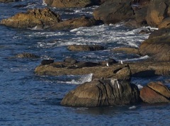 Arctocephalus