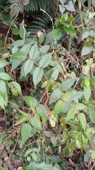 Rubus croceacanthus
