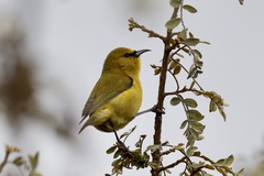 Chlorodrepanis virens