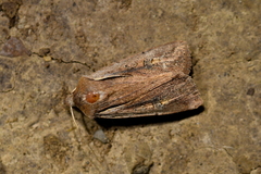Ichneutica atristriga