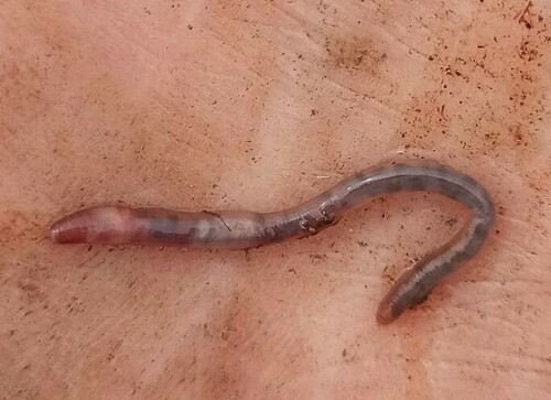 Attems's Earthworm