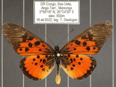 Acraea abdera abdera