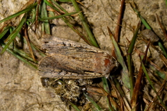 Ichneutica atristriga
