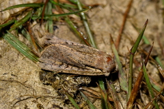 Ichneutica atristriga