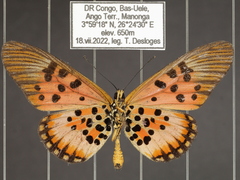 Acraea abdera abdera
