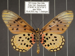 Acraea pseudegina