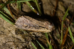 Ichneutica atristriga