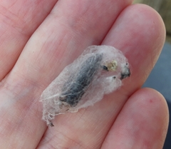 Ctenoplusia limbirena