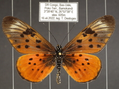 Acraea pseudegina