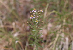 Galatella sedifolia