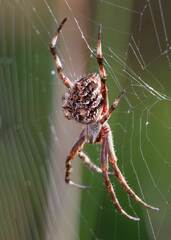 Backobourkia brouni