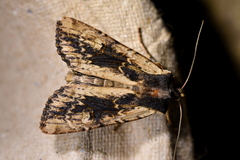 Ichneutica omoplaca