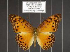 Phalanta eurytis eurytis