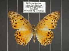 Phalanta eurytis eurytis