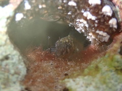 Parablennius tasmanianus