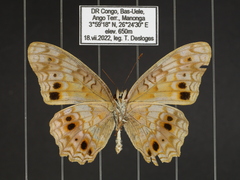 Phalanta eurytis eurytis