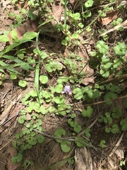 Viola banksii